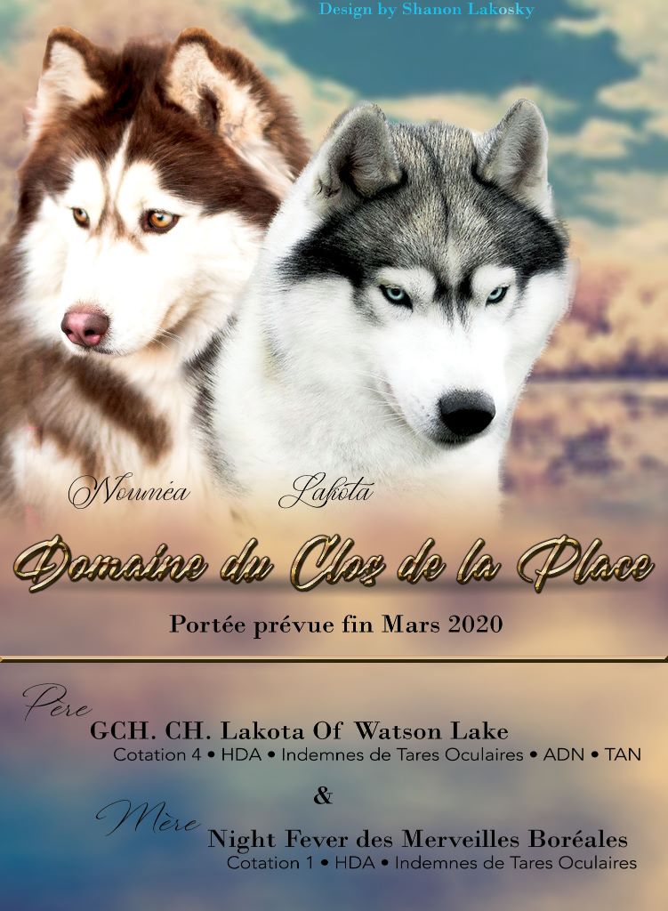 Du Domaine Du Clos De La Place - Siberian Husky - Portée née le 28/03/2020