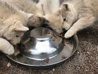 Du Domaine Du Clos De La Place - Siberian Husky - Portée née le 20/05/2020