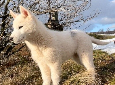 Du Domaine Du Clos De La Place - Siberian Husky - Portée née le 01/11/2021