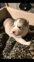 Du Domaine Du Clos De La Place - Siberian Husky - Portée née le 13/02/2018