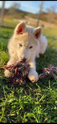 Du Domaine Du Clos De La Place - Siberian Husky - Portée née le 15/10/2021