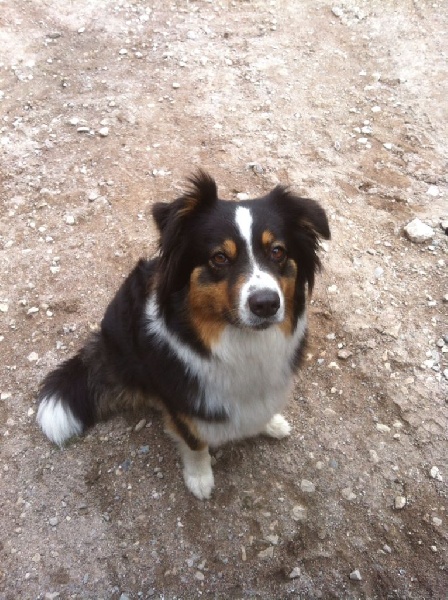 Opal Aussie Fairy queen