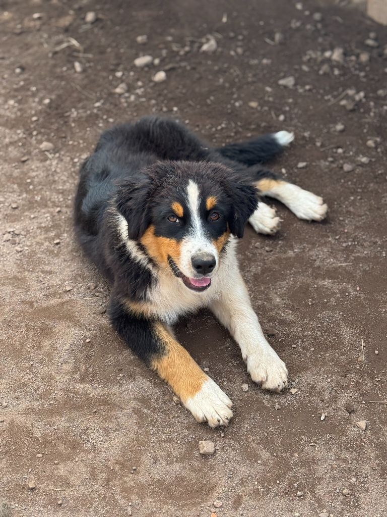 Du Domaine Du Clos De La Place - Chiots disponibles - Berger Australien