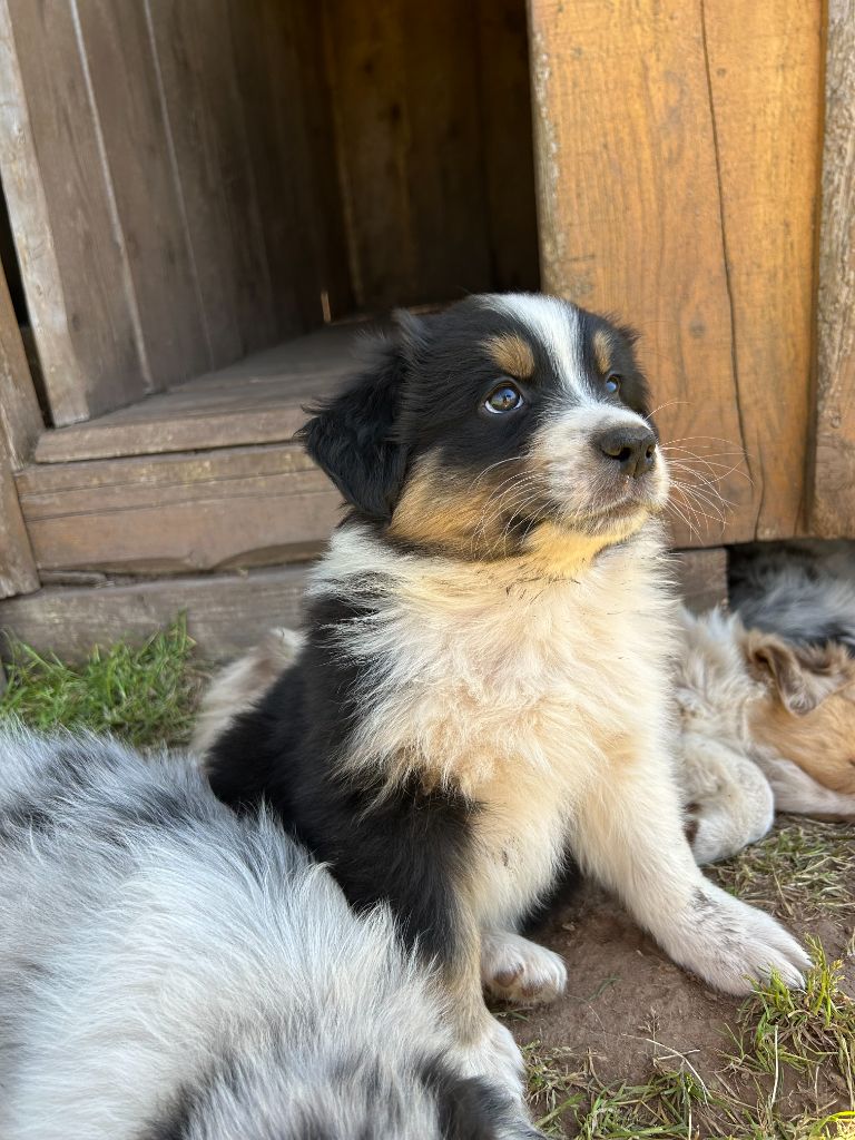 Du Domaine Du Clos De La Place - Chiots disponibles - Berger Australien