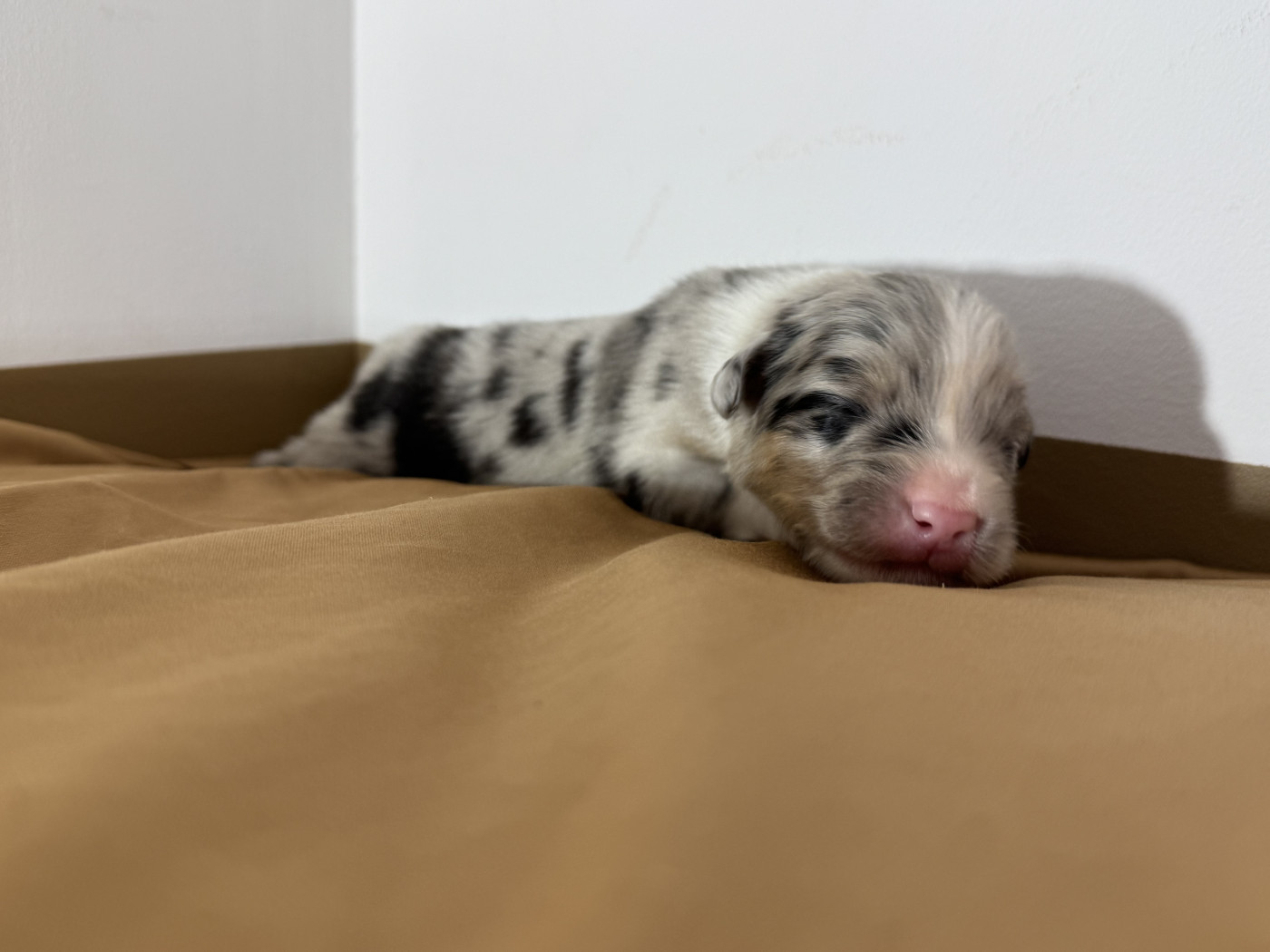 Du Domaine Du Clos De La Place - Chiots disponibles - Berger Australien