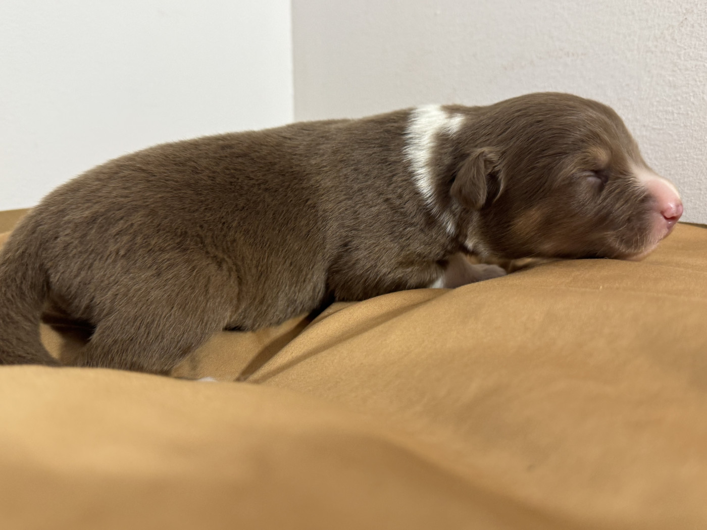 Du Domaine Du Clos De La Place - Chiots disponibles - Berger Australien