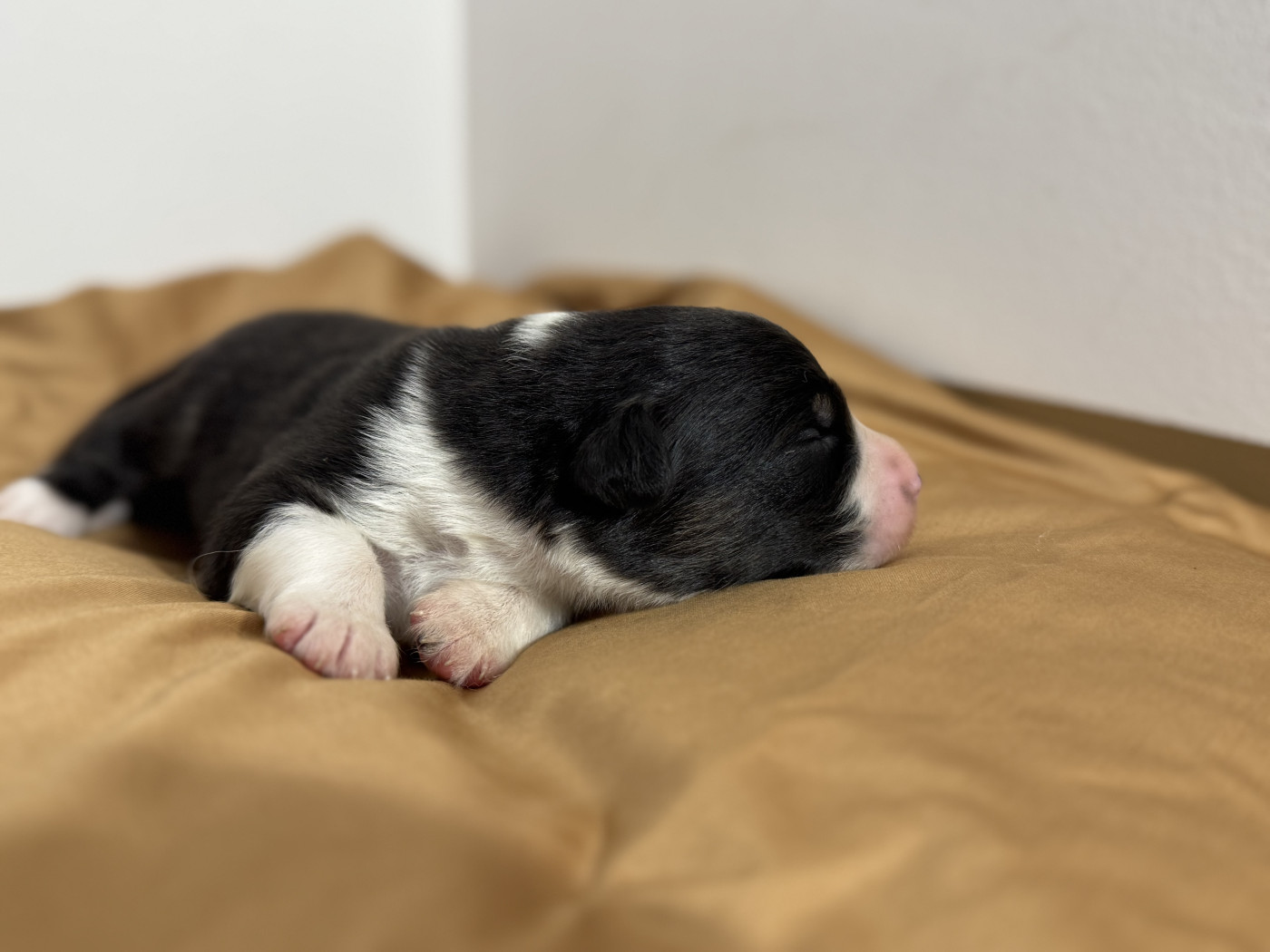Du Domaine Du Clos De La Place - Chiots disponibles - Berger Australien