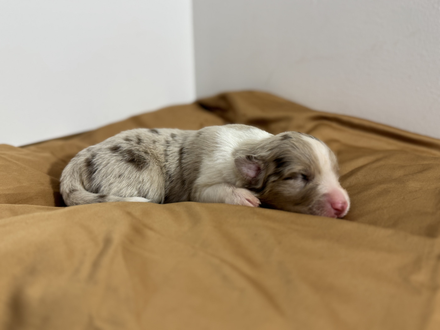 Du Domaine Du Clos De La Place - Chiots disponibles - Berger Australien