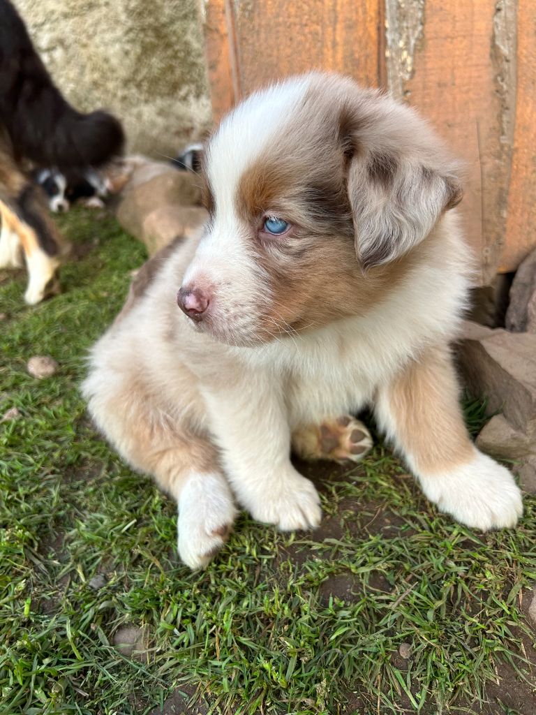 Du Domaine Du Clos De La Place - Chiots disponibles - Berger Australien