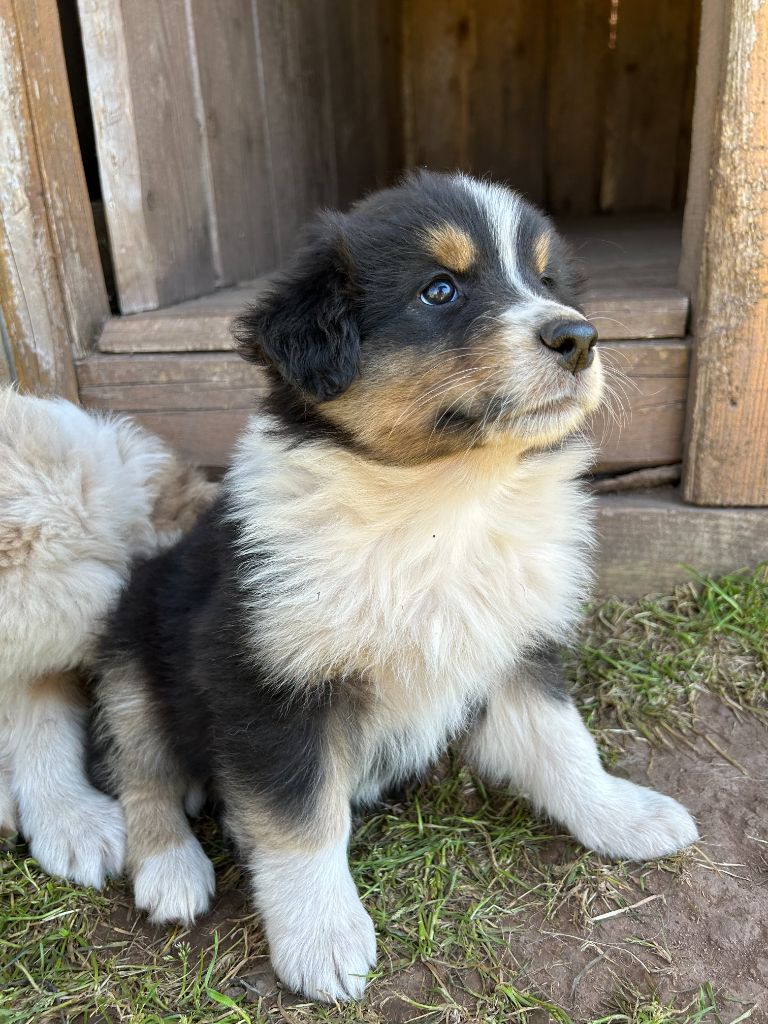 Du Domaine Du Clos De La Place - Chiots disponibles - Berger Australien