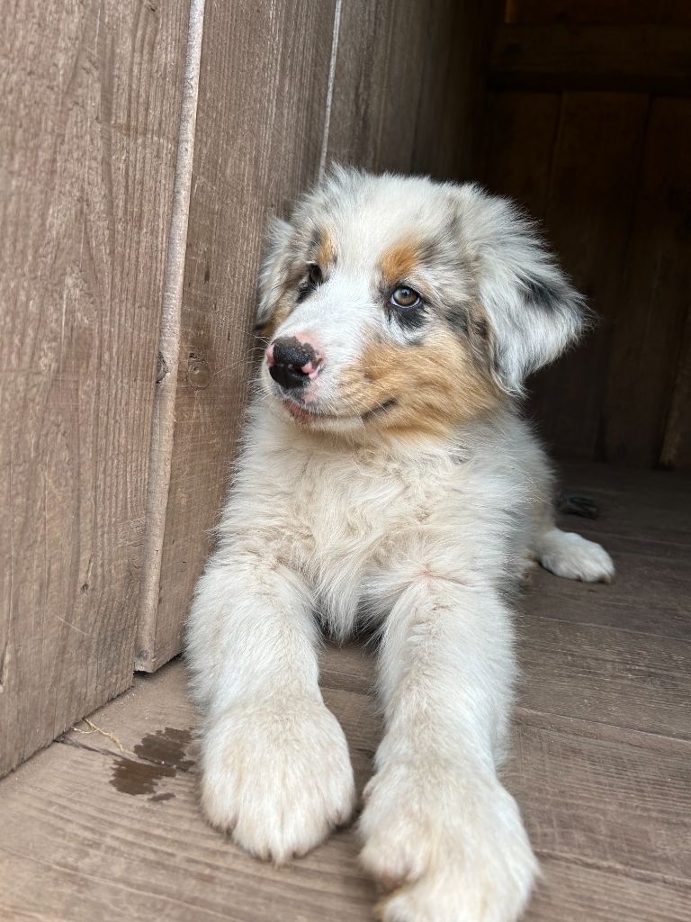 Du Domaine Du Clos De La Place - Chiots disponibles - Berger Australien