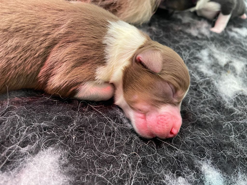 Du Domaine Du Clos De La Place - Berger Australien - Portée née le 12/01/2021