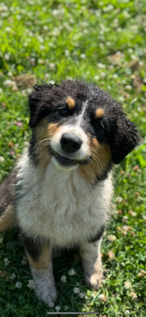 Du Domaine Du Clos De La Place - Chiots disponibles - Berger Australien