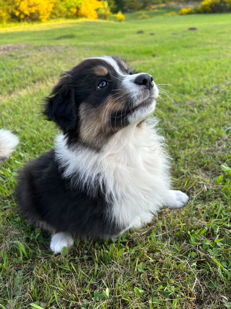 Du Domaine Du Clos De La Place - Chiots disponibles - Berger Australien