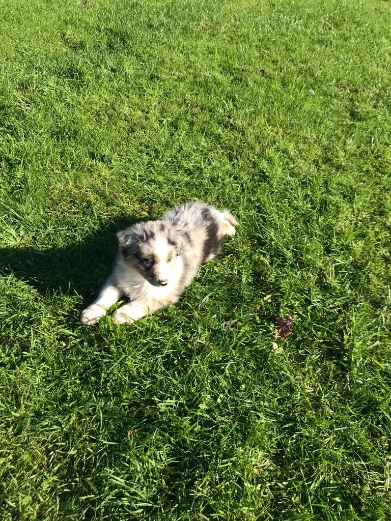 Du Domaine Du Clos De La Place - Berger Australien - Portée née le 25/09/2022