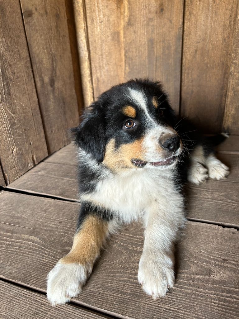 Du Domaine Du Clos De La Place - Chiots disponibles - Berger Australien