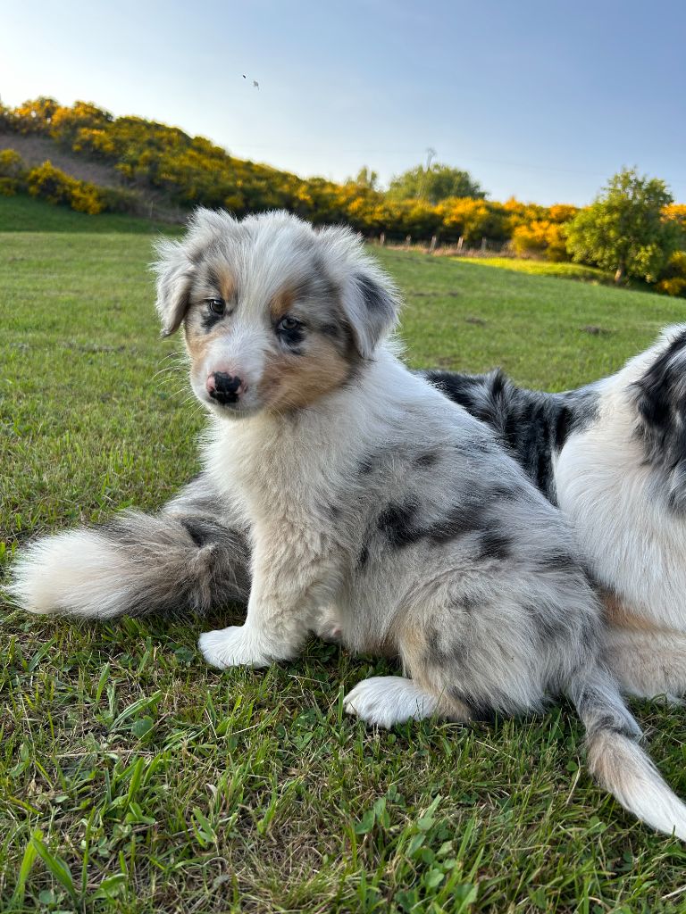 Du Domaine Du Clos De La Place - Chiots disponibles - Berger Australien