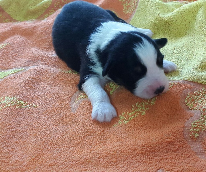 Du Domaine Du Clos De La Place - Berger Australien - Portée née le 17/03/2016