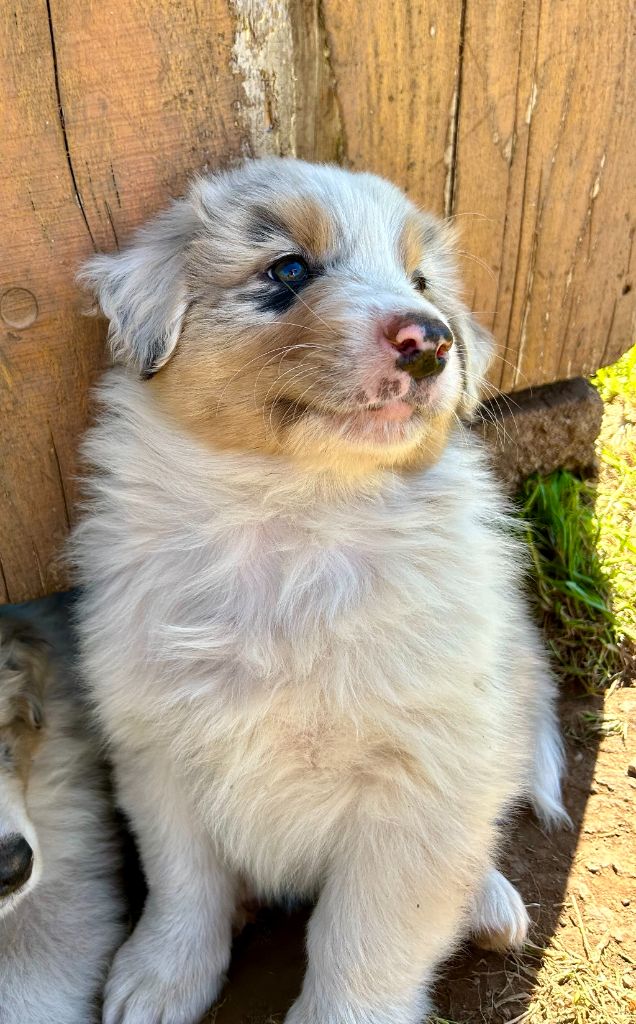 Du Domaine Du Clos De La Place - Chiots disponibles - Berger Australien