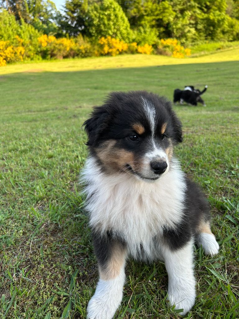 Du Domaine Du Clos De La Place - Chiots disponibles - Berger Australien