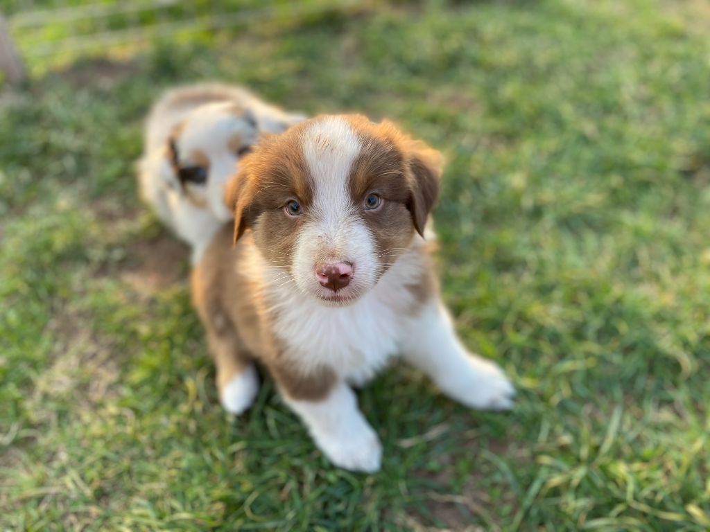 Du Domaine Du Clos De La Place - Berger Australien - Portée née le 04/02/2022