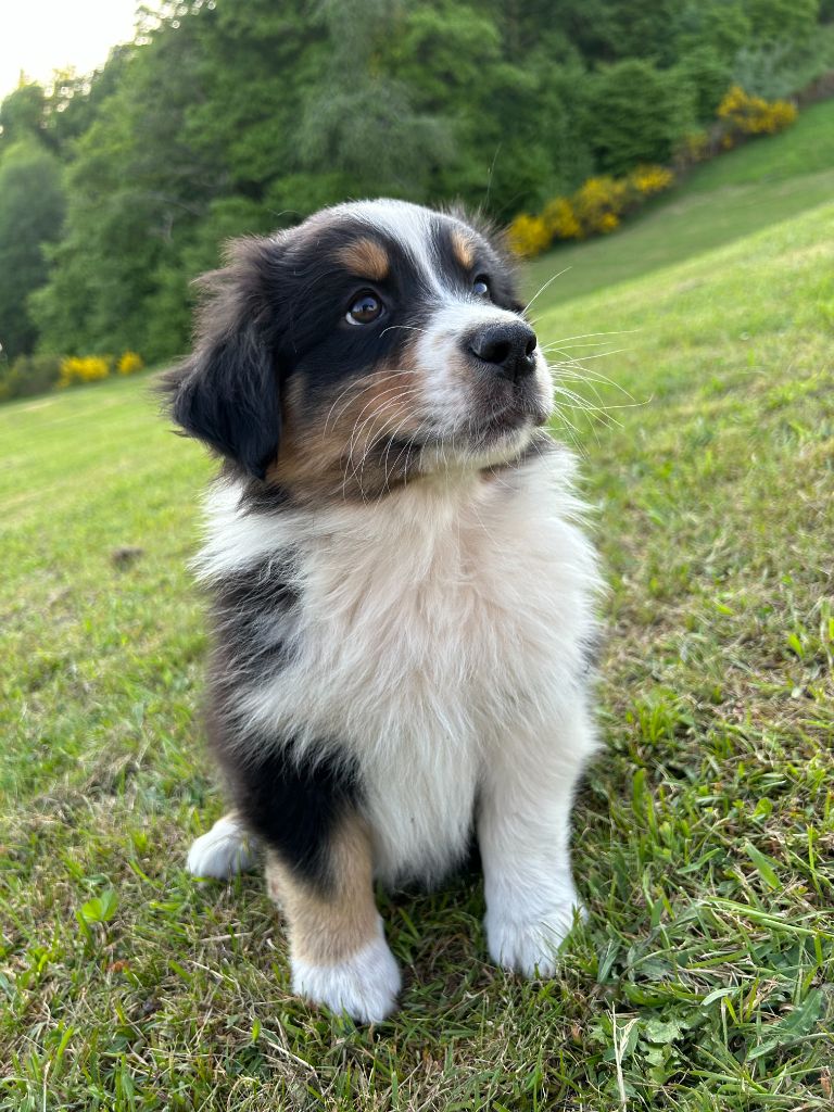 Du Domaine Du Clos De La Place - Chiots disponibles - Berger Australien