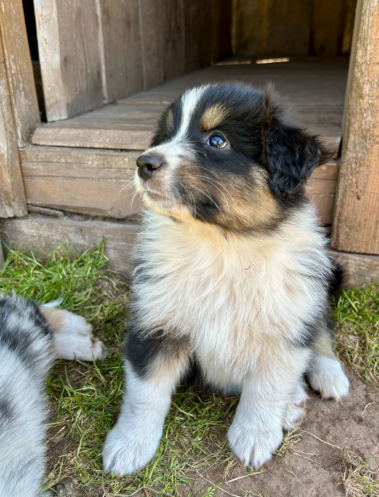 Du Domaine Du Clos De La Place - Chiots disponibles - Berger Australien