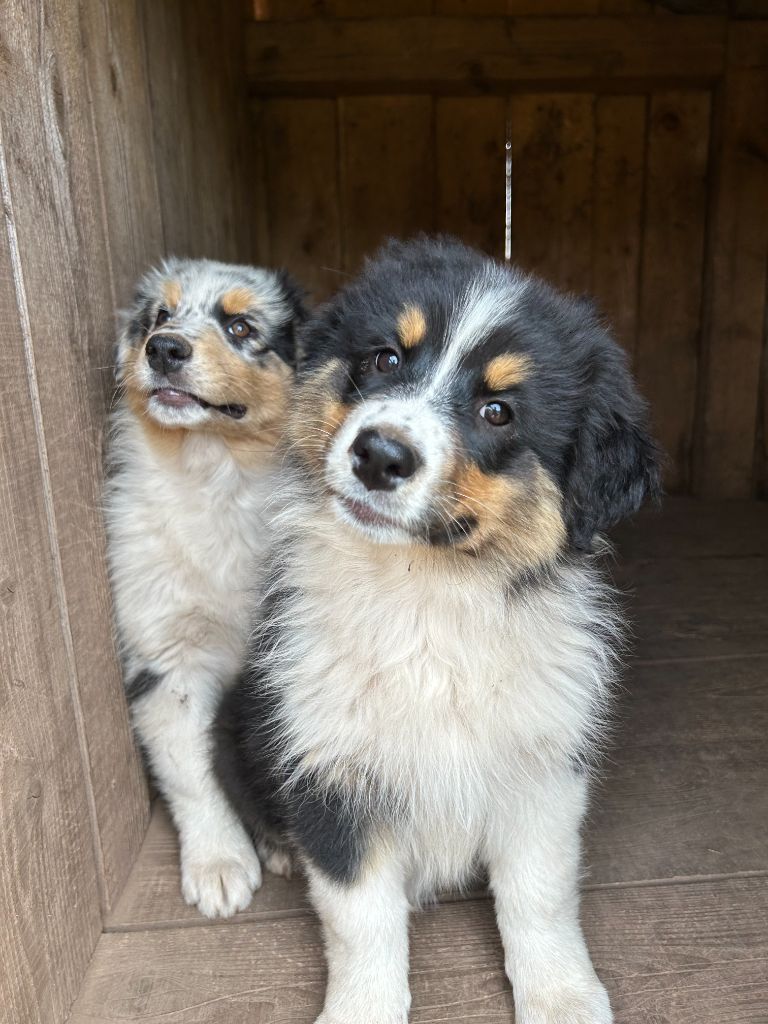 Du Domaine Du Clos De La Place - Chiots disponibles - Berger Australien