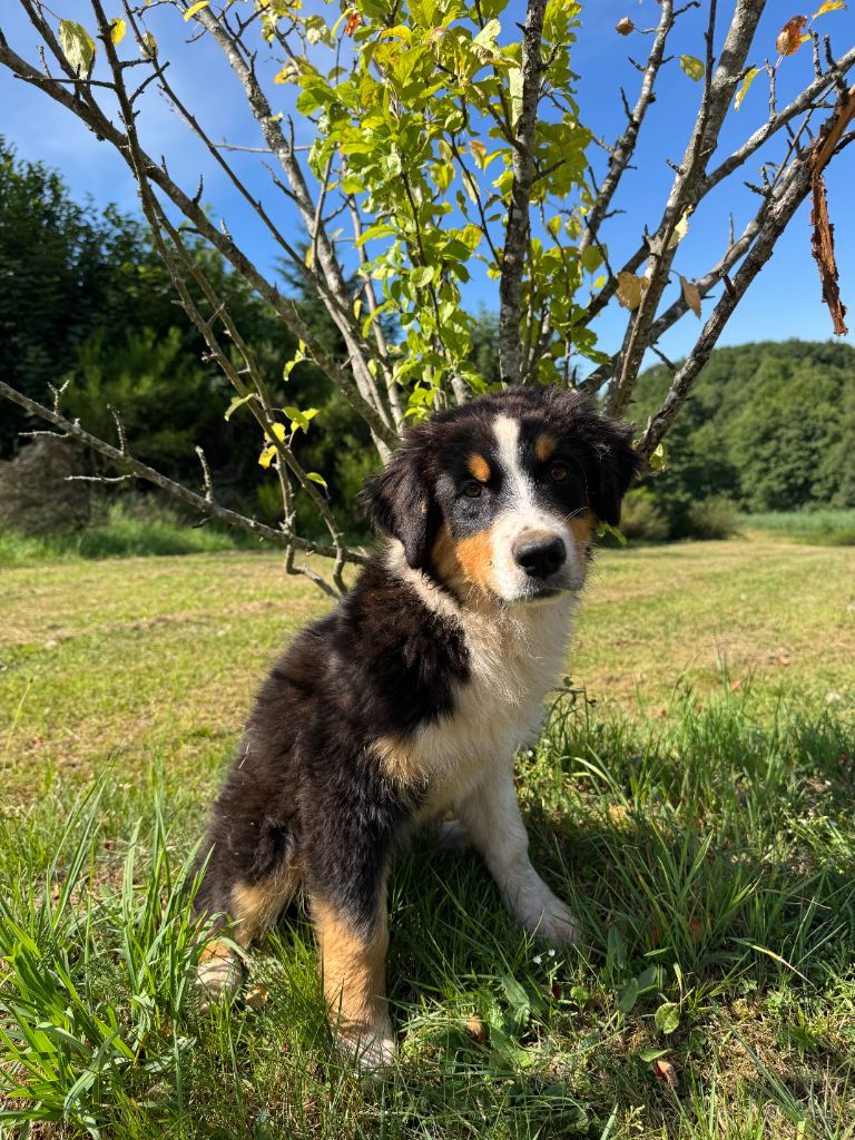 Du Domaine Du Clos De La Place - Chiots disponibles - Berger Australien