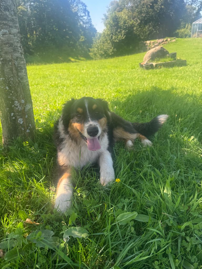 Du Domaine Du Clos De La Place - Chiots disponibles - Berger Australien
