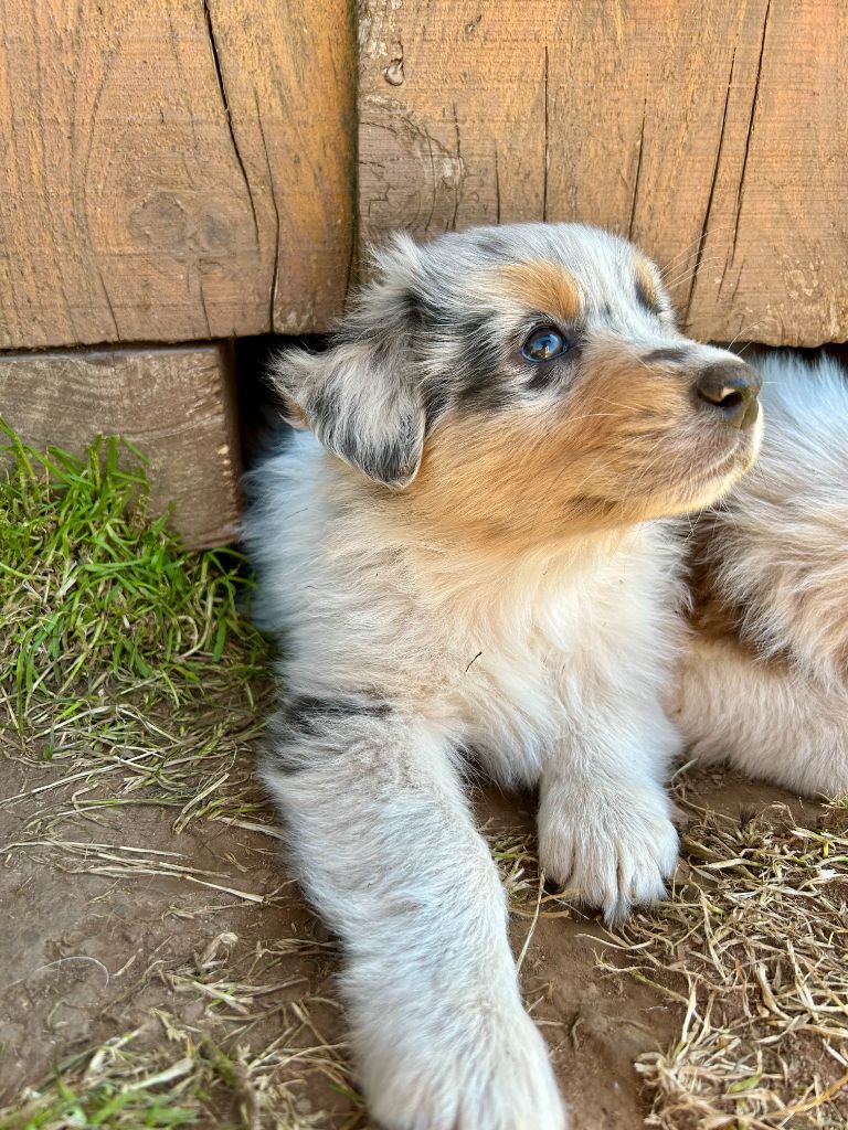 Du Domaine Du Clos De La Place - Chiots disponibles - Berger Australien