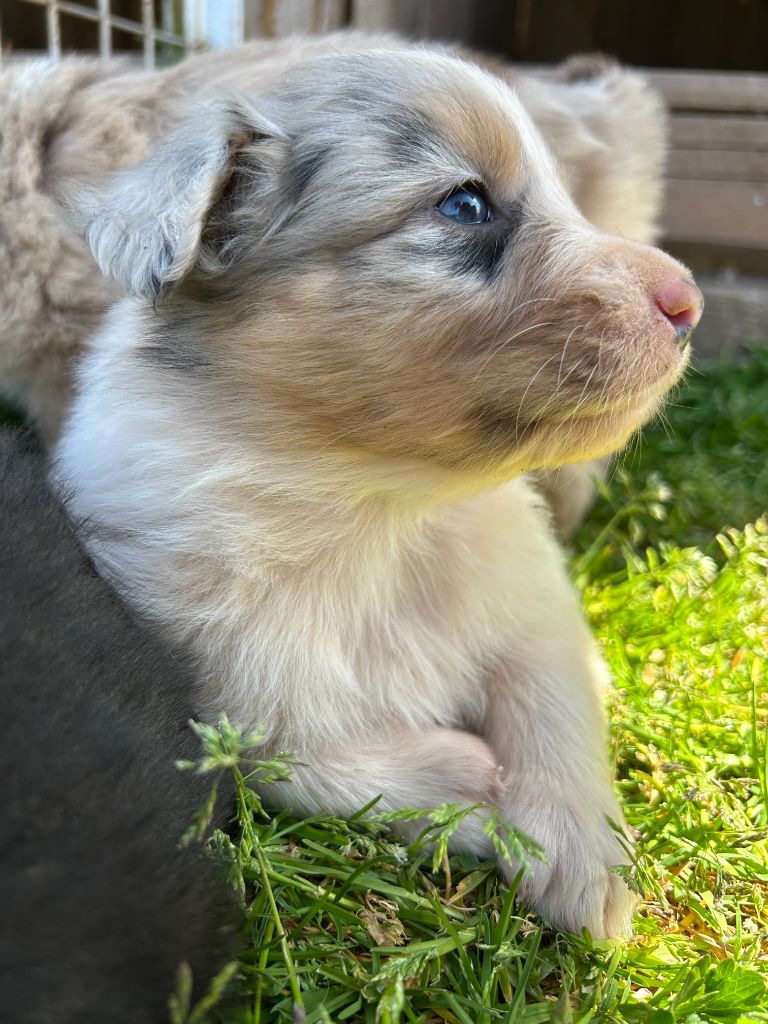 Du Domaine Du Clos De La Place - Chiots disponibles - Berger Australien