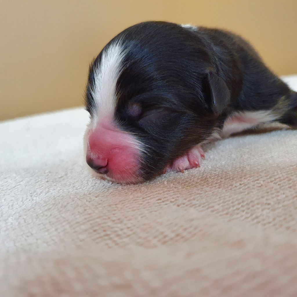 Du Domaine Du Clos De La Place - Berger Australien - Portée née le 26/02/2021